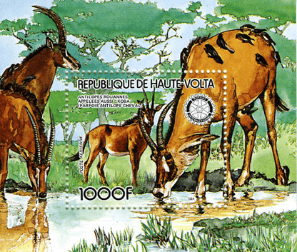 Fauna , Animals Monkeys / Falcon