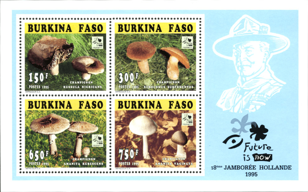 Mushrooms 18th Jamborée Hollande
