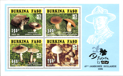 Mushrooms 18th Jamborée Hollande
