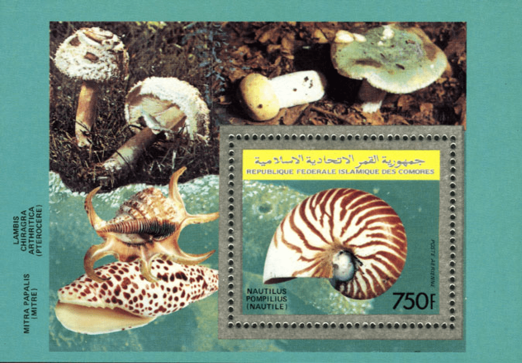 Shells