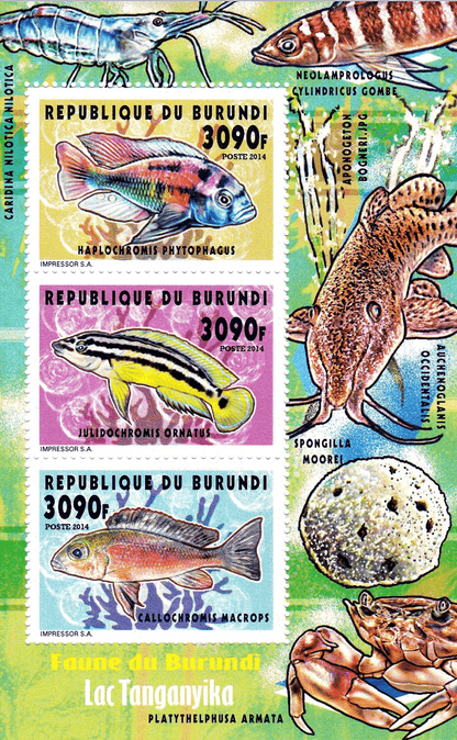 Fish Lake Tanganyika 3090