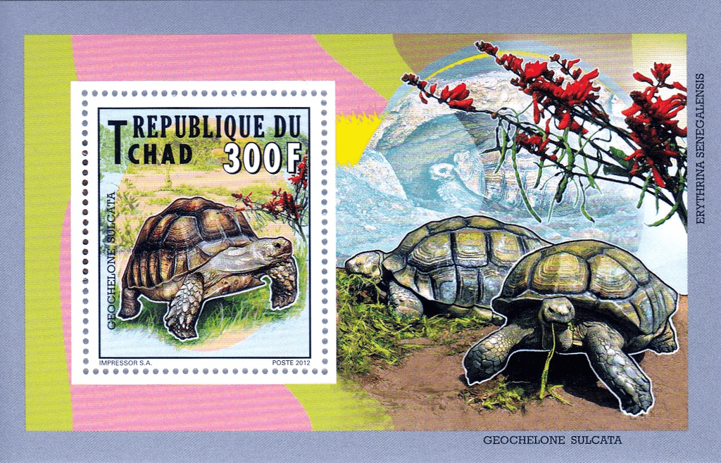 Tortles