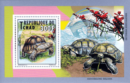 Tortles