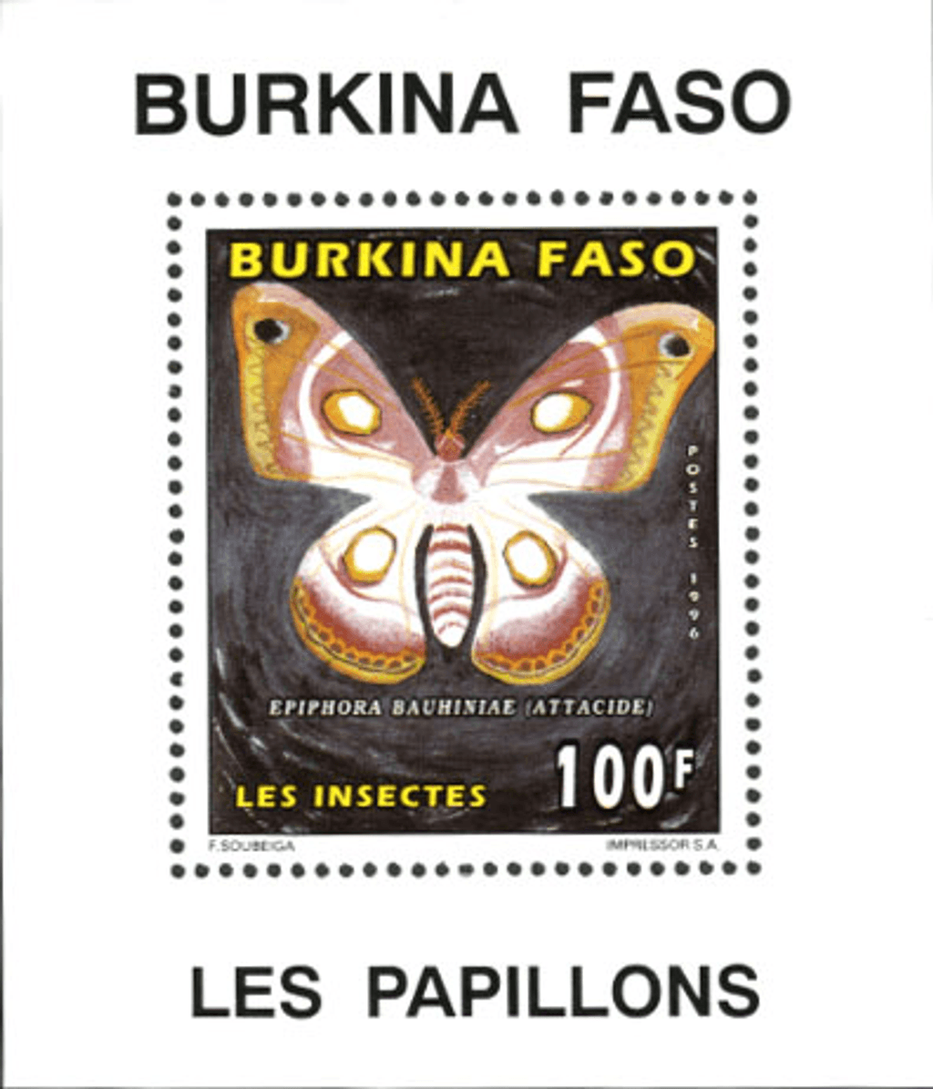 Butterflies / Insect