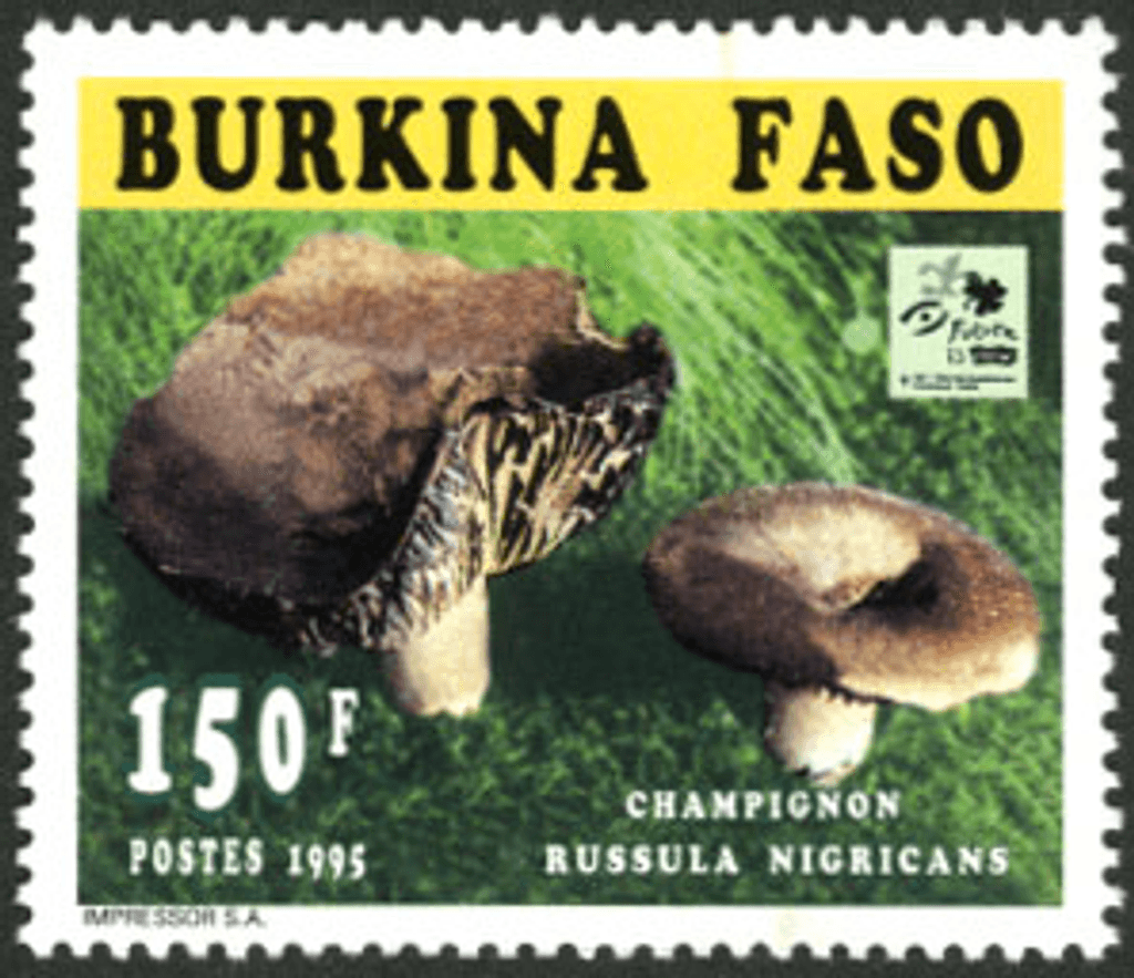 Mushrooms 18th Jamborée Hollande