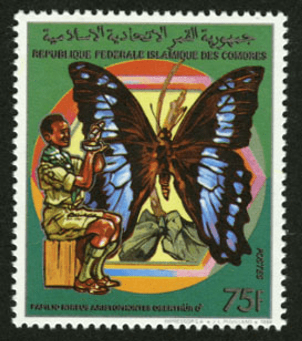 Scouting: Butterflies and Birds