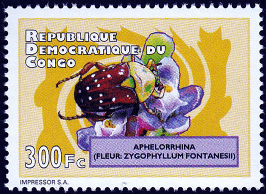 Beetles and Flowers 2012