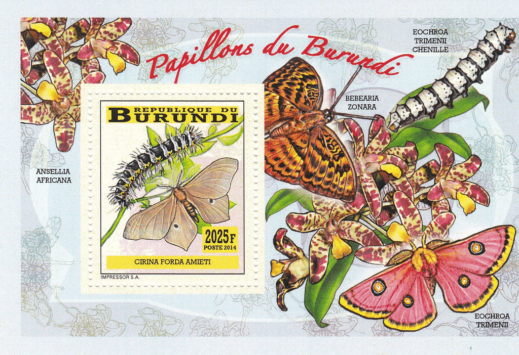 butterflies and caterpillars
