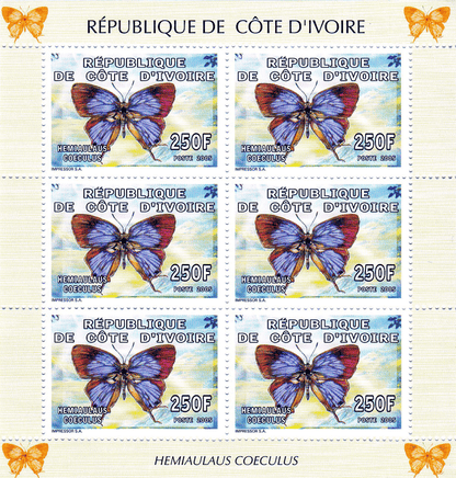 Butterflies  2005