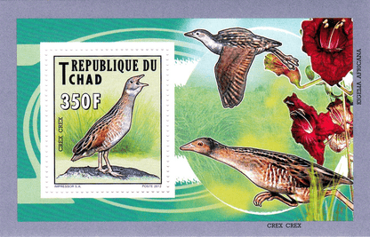 Native Bird 2012