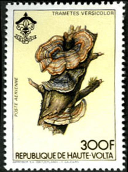 HAUTE VOLTA , Flowers & Mushrooms