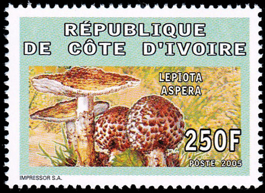 Mushrooms  2005