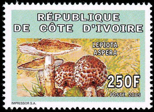 Mushrooms  2005