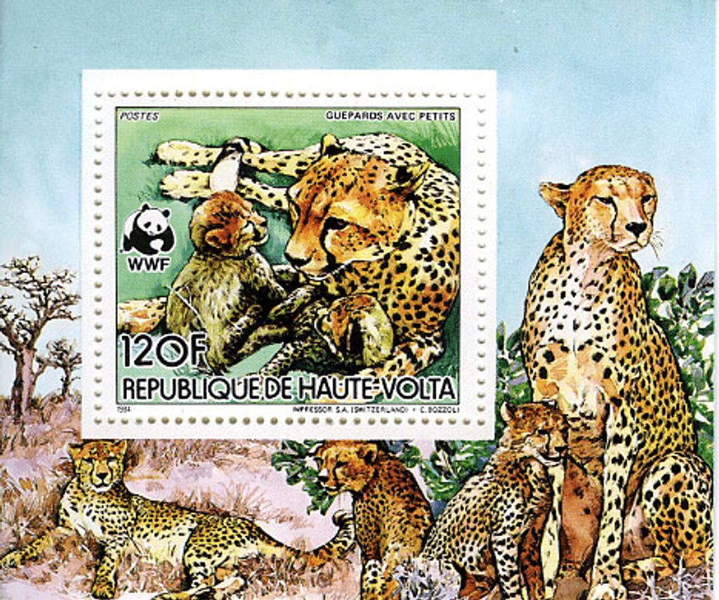 Haute Volta , Animals /Cheetah