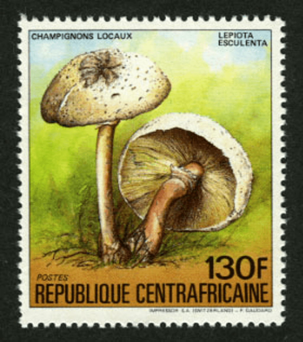 Local Mushrooms 1984