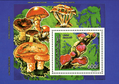 Mushrooms (5607)