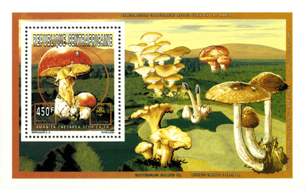 Animals and mushrooms from the world/ Scouting