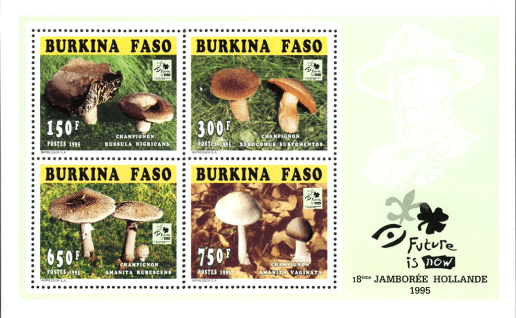 Mushrooms 18th Jamborée Hollande
