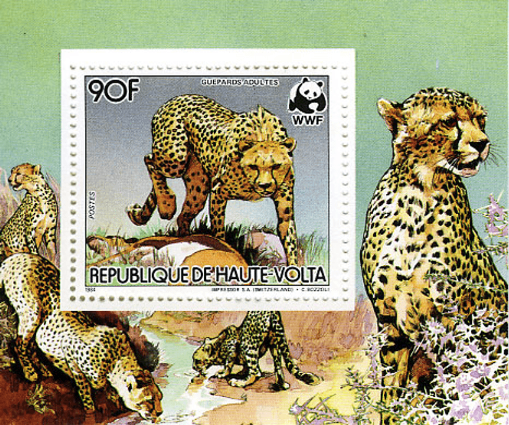 Haute Volta , Animals /Cheetah