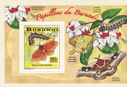 butterflies and caterpillars