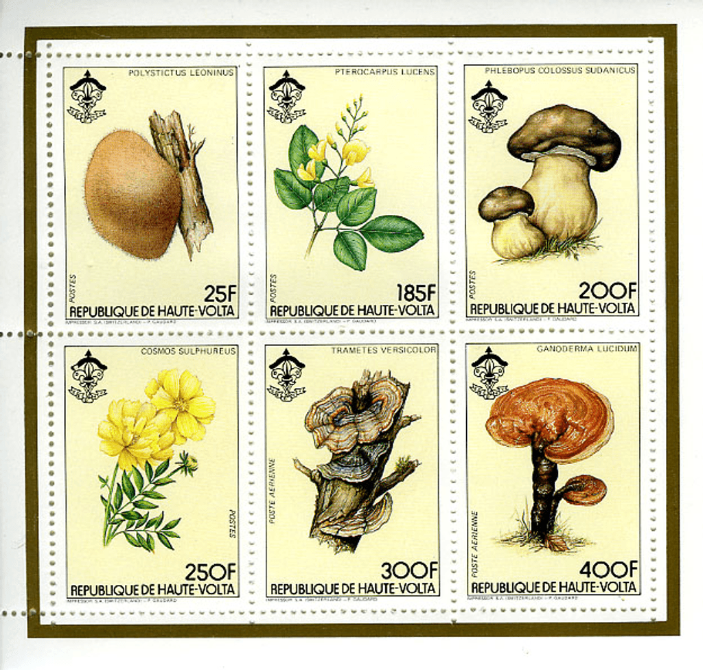 HAUTE VOLTA , Flowers & Mushrooms