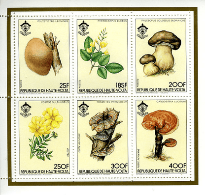 HAUTE VOLTA , Flowers & Mushrooms