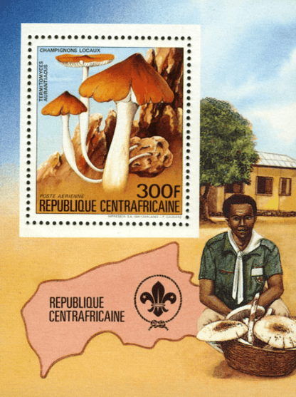 Local Mushrooms 1984