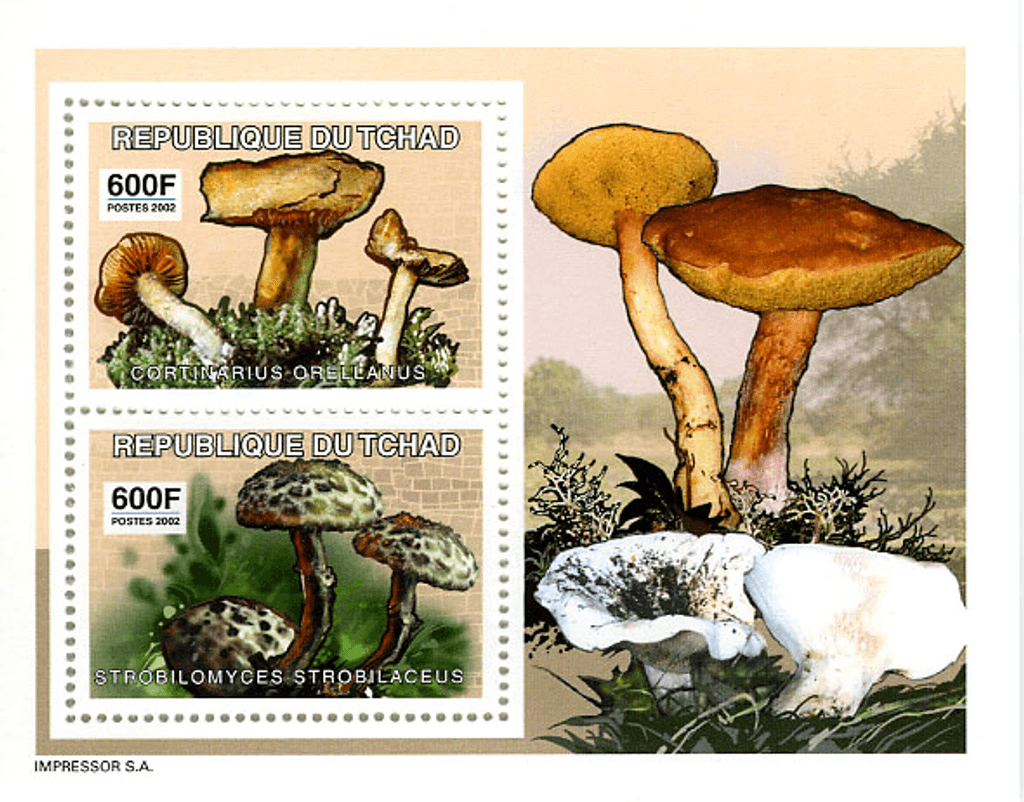 June Mushrooms