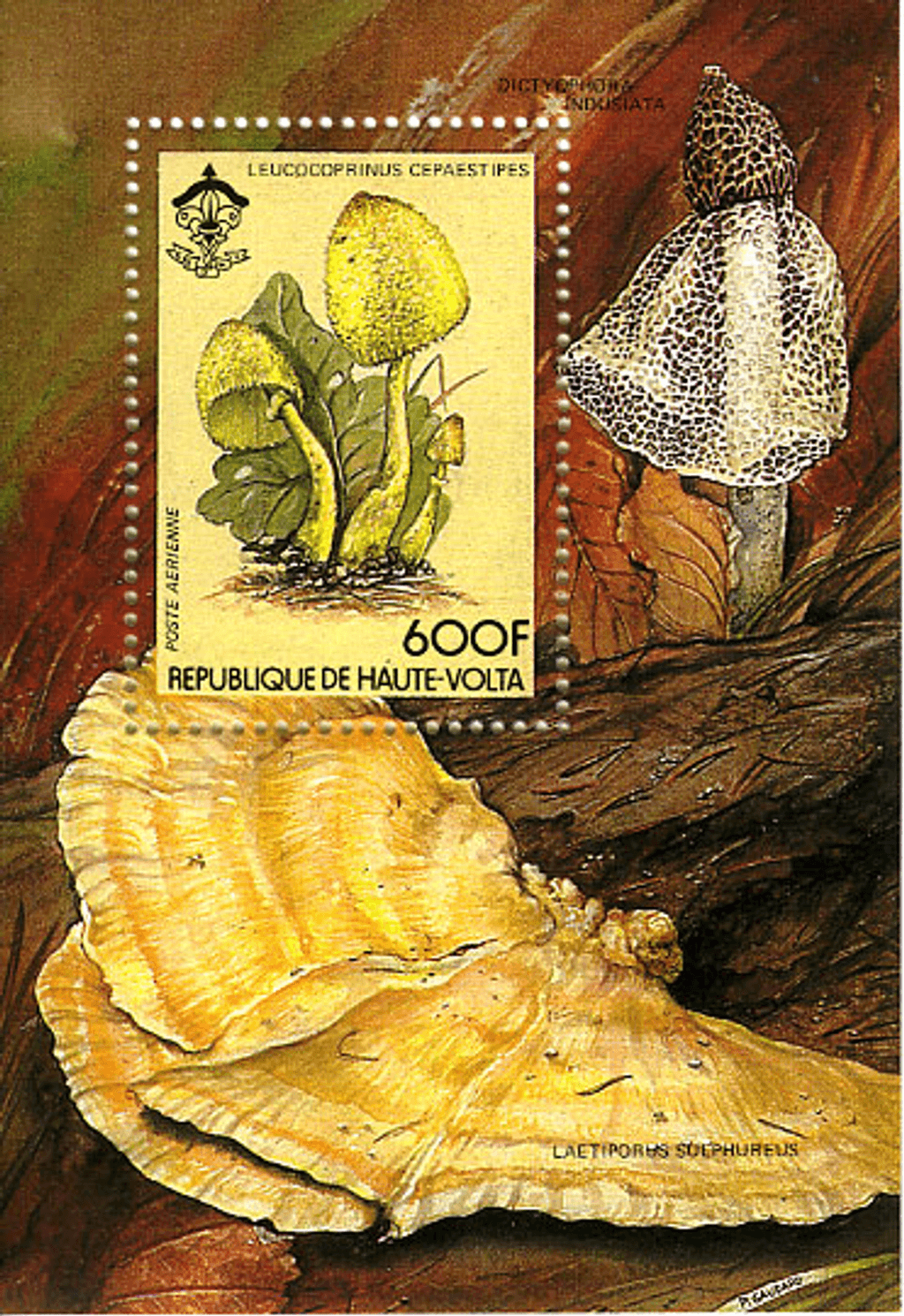 HAUTE VOLTA , Flowers & Mushrooms