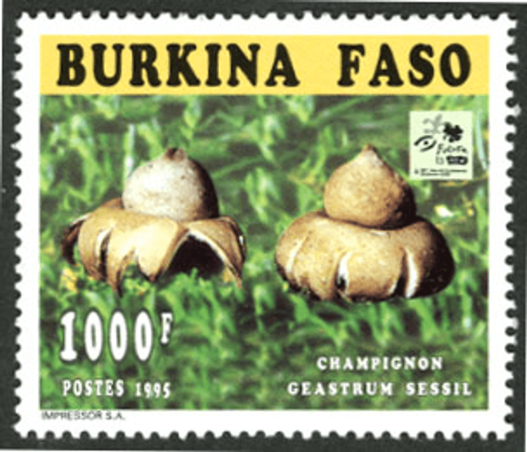 Mushrooms 18th Jamborée Hollande