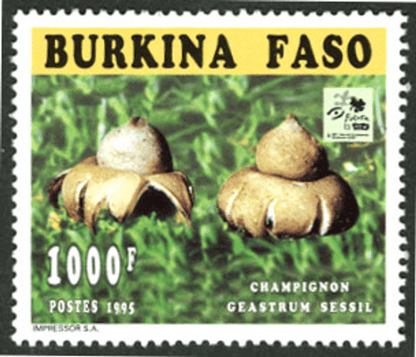 Mushrooms 18th Jamborée Hollande