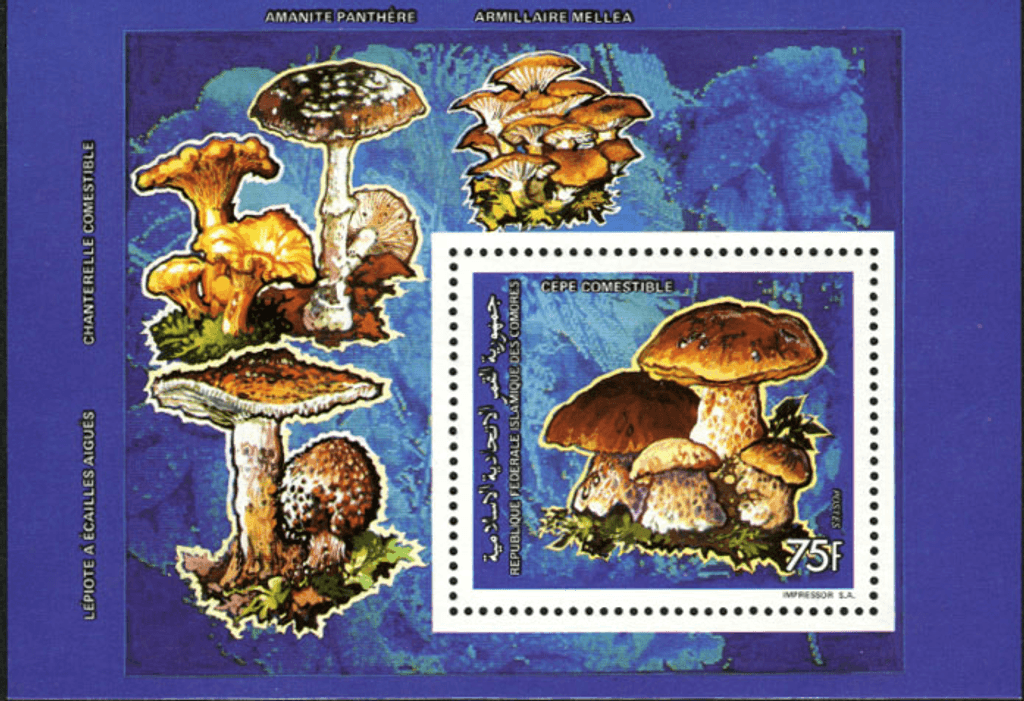 Mushrooms (5607)