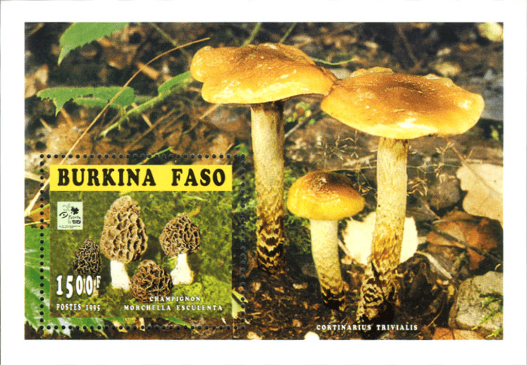 Mushrooms 18th Jamborée Hollande