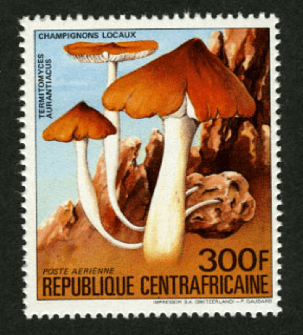 Local Mushrooms 1984