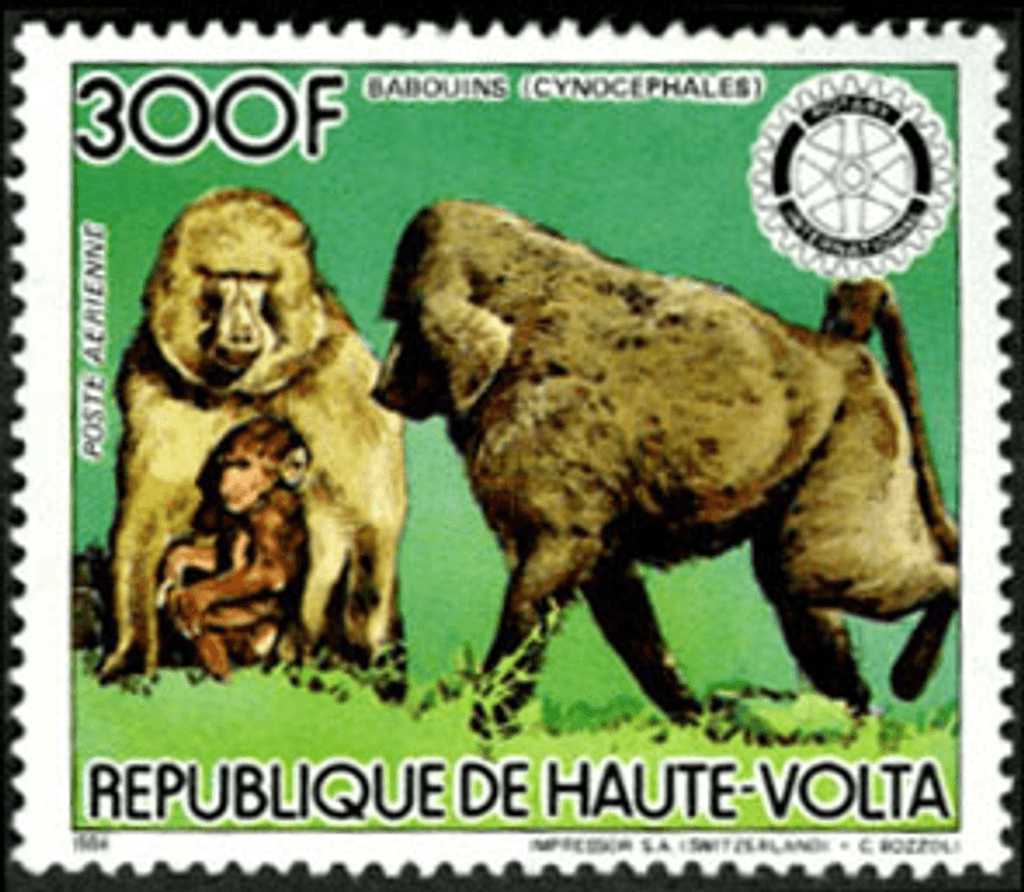 Fauna , Animals Monkeys / Falcon