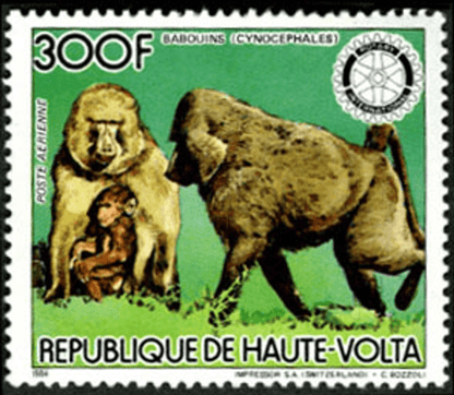Fauna , Animals Monkeys / Falcon