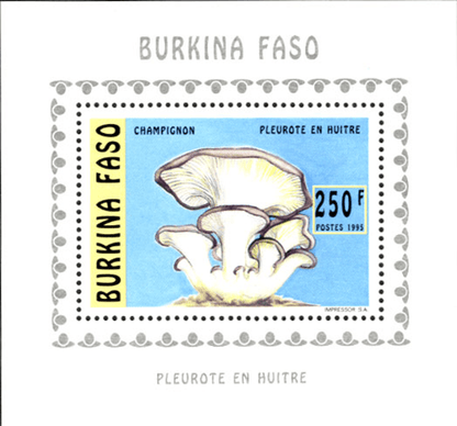Mushrooms (2586)