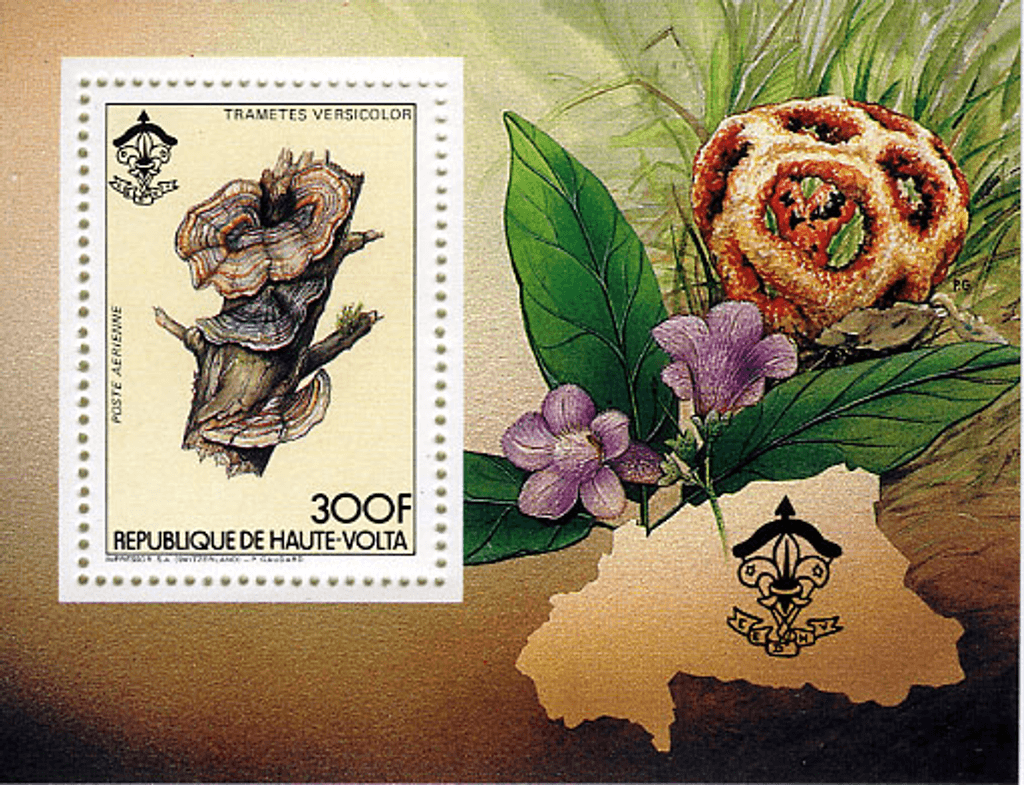 HAUTE VOLTA , Flowers & Mushrooms
