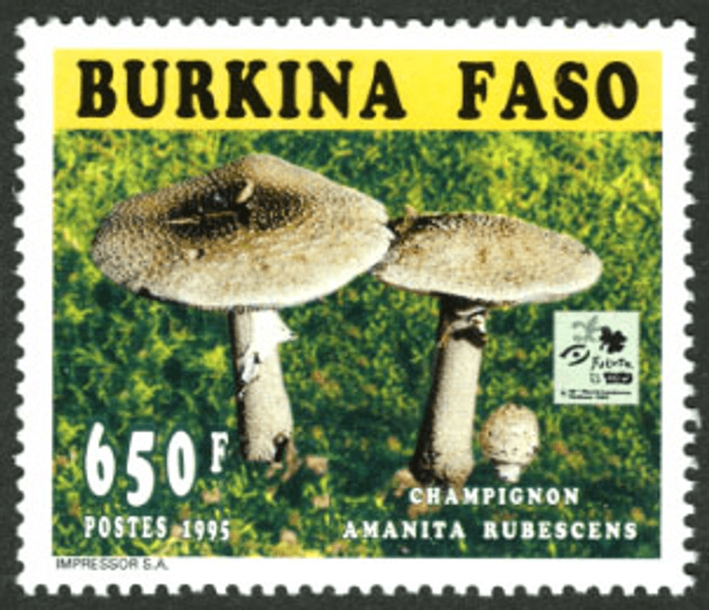 Mushrooms 18th Jamborée Hollande