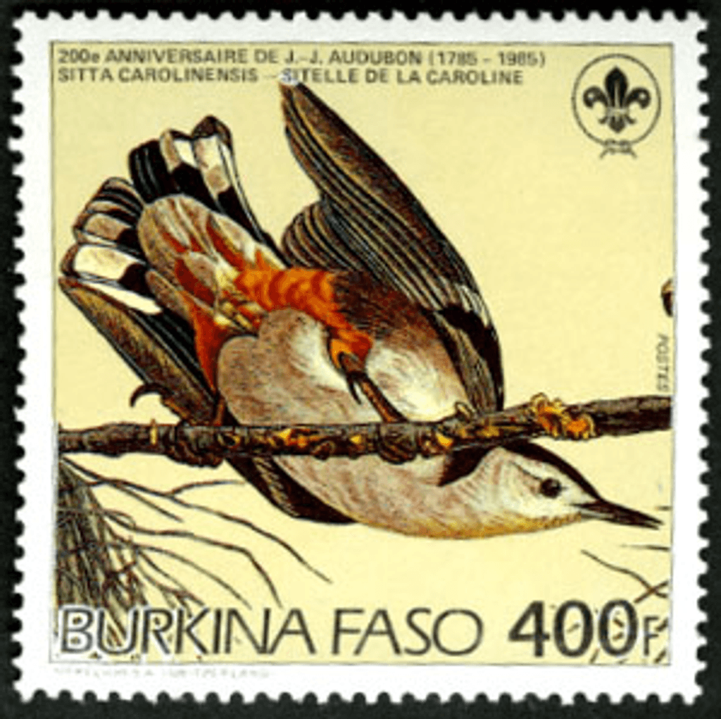 Birds from "JJ Audubon"
