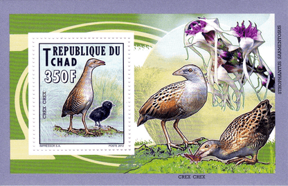 Native Bird 2012