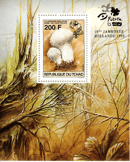 18 th Jamborée Netherland /Mushrooms