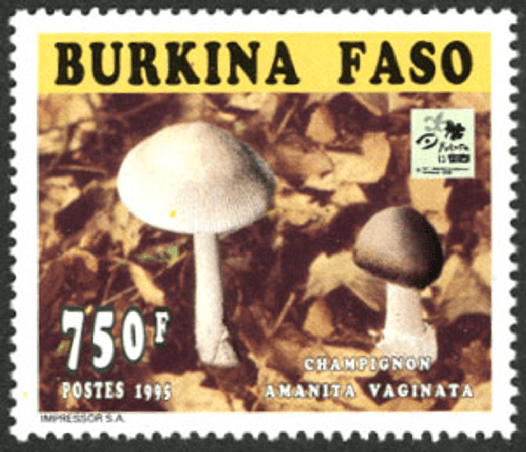 Mushrooms 18th Jamborée Hollande