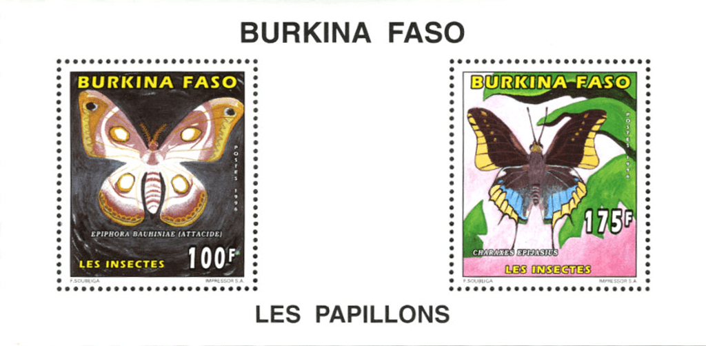 Butterflies / Insect