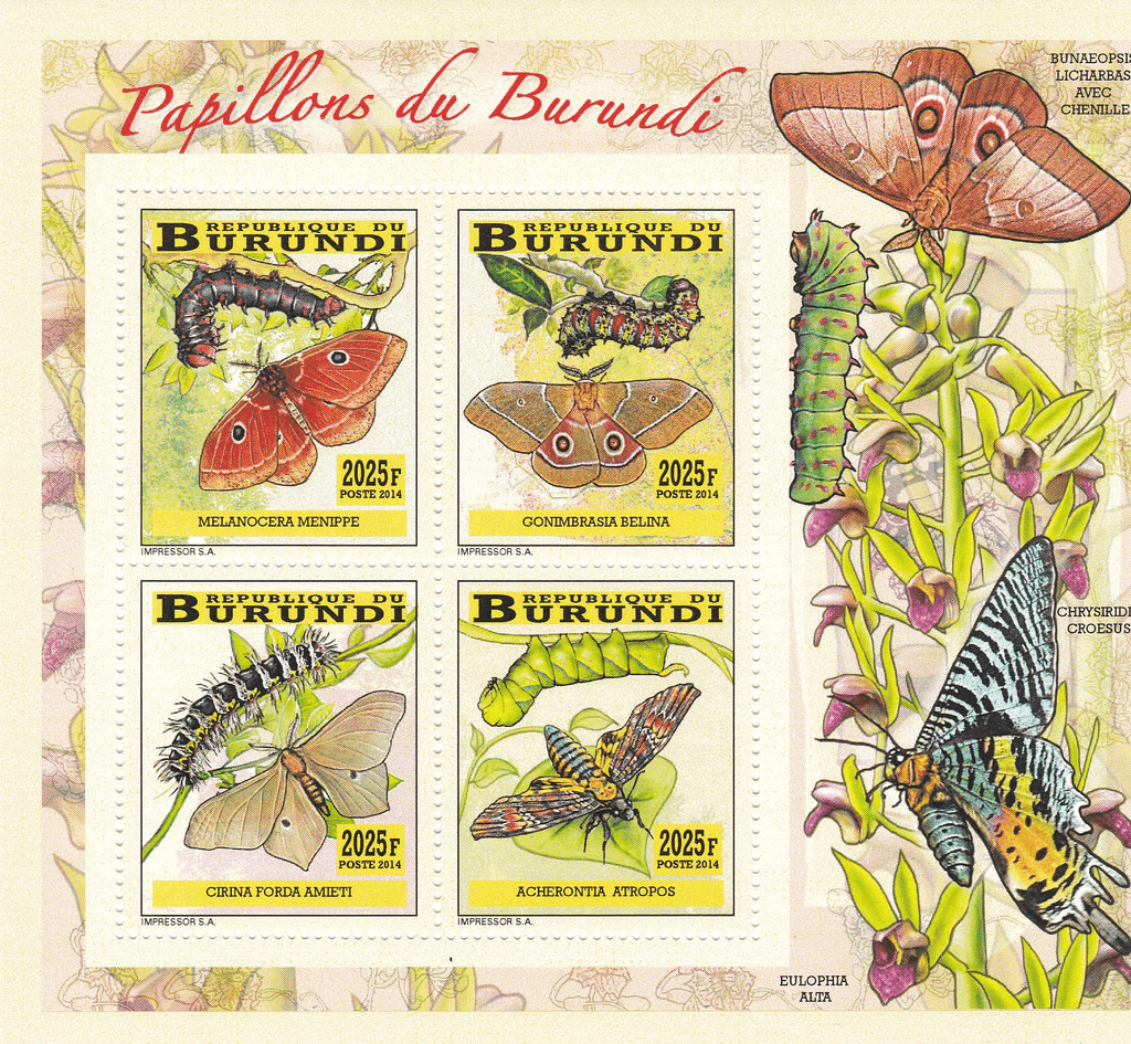 butterflies and caterpillars