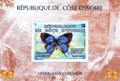 Butterflies  2005