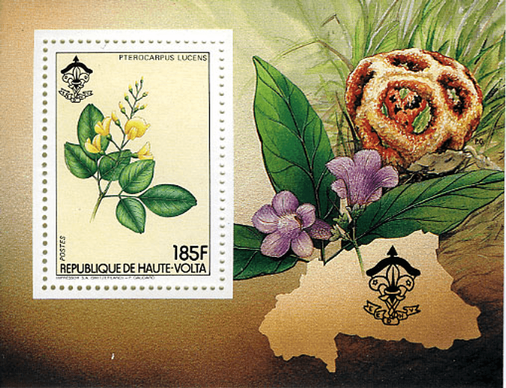 HAUTE VOLTA , Flowers & Mushrooms