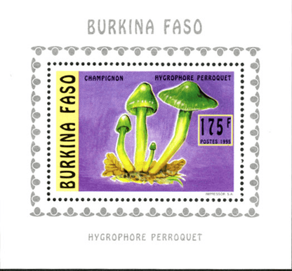 Mushrooms (2586)