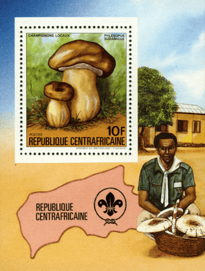 Local Mushrooms 1984