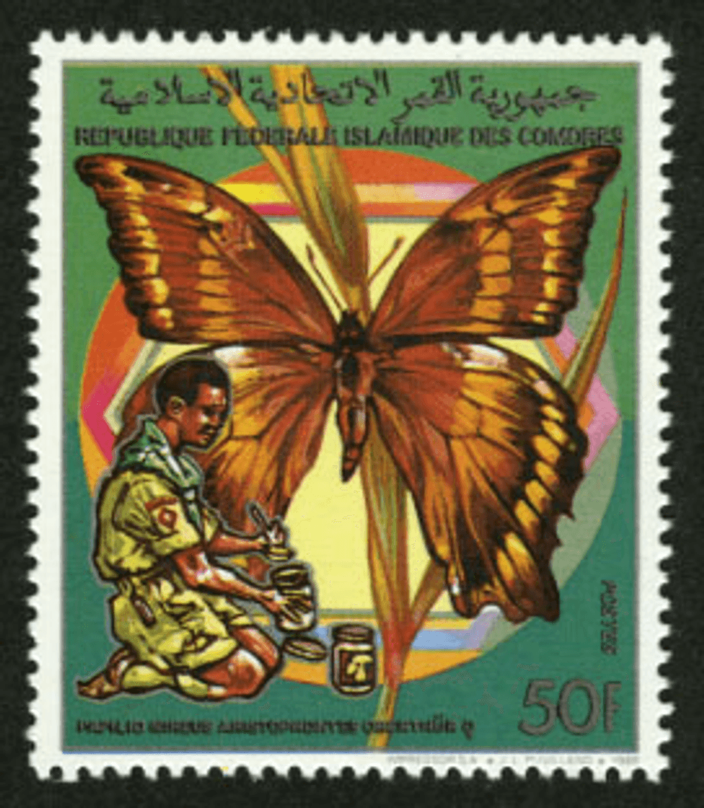 Scouting: Butterflies and Birds